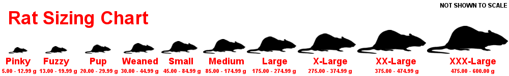 Rat Sizing Chart
